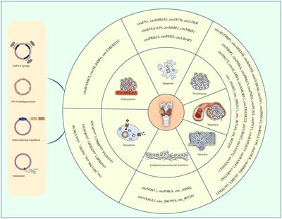 The emerging role and clinical significance of circRNAs in papillary thyroid cancer